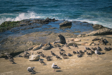 Seals bask on warm rocks while seagulls explore nearby, surrounded by the gentle sounds of ocean...