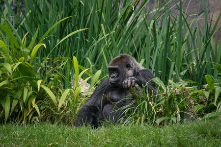 A large gorilla sits calmly amidst tall grass and vibrant plants, enjoying a peaceful moment in the...