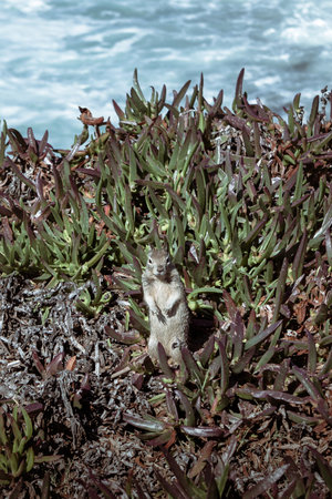 A squirrel stands alert among green coastal plants, with the blue ocean waves in the background, enjoying the sunny day.の写真素材