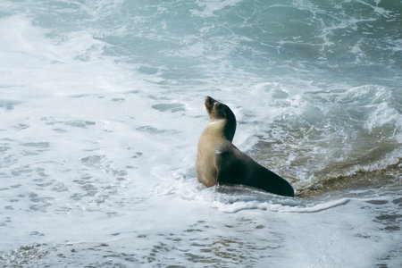 A seal is relaxing on the sandy shore as gentle waves wash over its body. The sun shines brightly,...