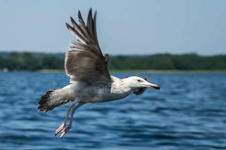 young European herring gull in flight at Mazurian lakeの写真素材