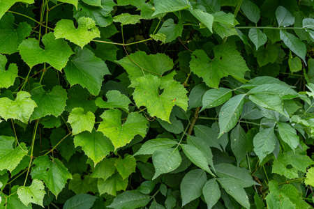 hedge in the garden made of green leaves of grapevine