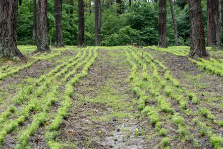 Forest nursery full of fir seedlings
