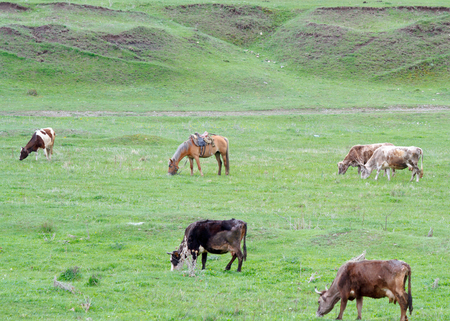 Cows and horses grazing on green field.の写真素材