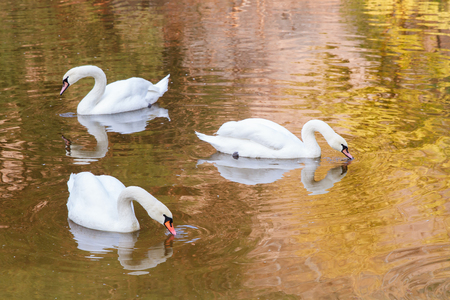 Beautiful white swans in water.の写真素材