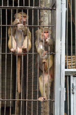 Monkeys in a cage in a zoo .の写真素材