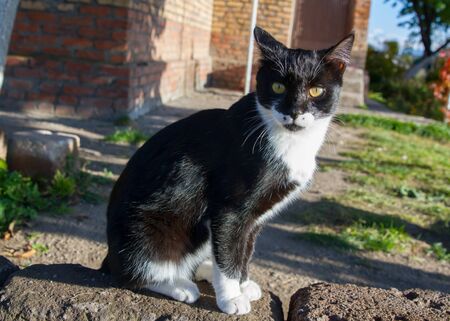 Portrait of black and white cat, black Siberian cat.の写真素材