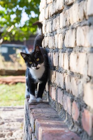 Black and white cat on the top of wall .の写真素材