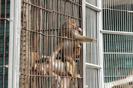 Brown Monkeys in cageの写真素材