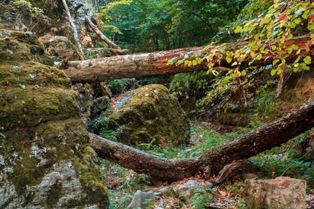 Mossy rocks and stones in the forestの写真素材