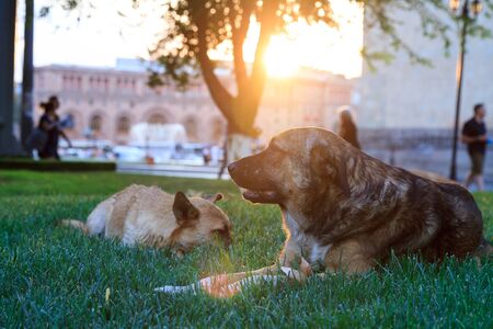 SaveDownload PreviewTwo dogs laying on grass park background.