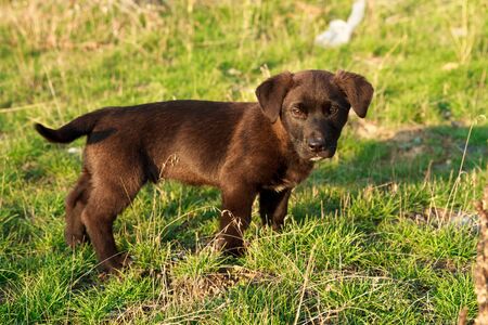 Little brown adorable puppy with sunset green backgroundの写真素材