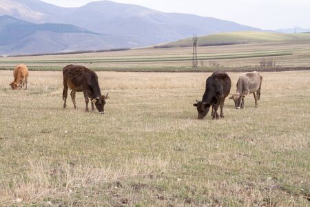 Four cows in a field eating grass.の写真素材