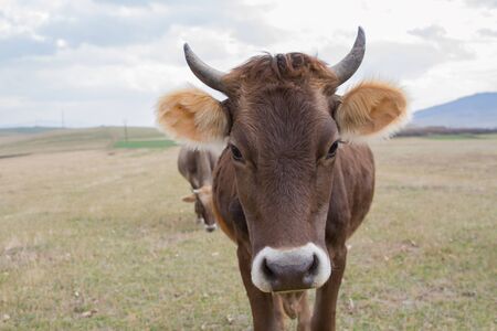 A cow standing alone in a field.の写真素材
