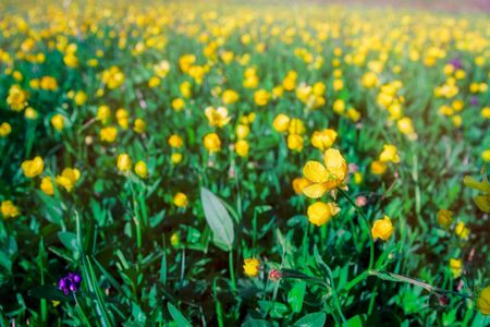 Yellow rape flowers in a vast fieldの写真素材