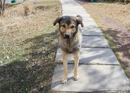 Cute dog in the street.の写真素材