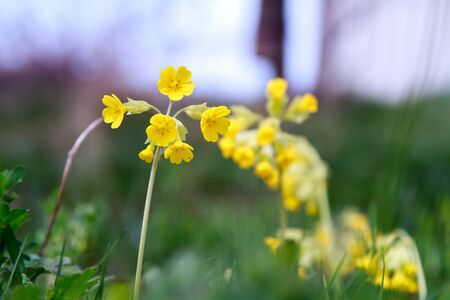 Close up of yellow spring flowers called cowslip. の写真素材