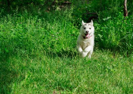 Dog on green grassの写真素材