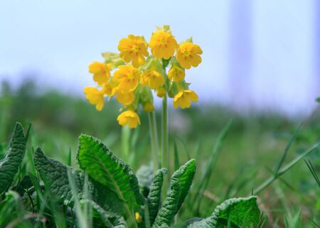 Small, yellow spring flowers in the mountains.の写真素材