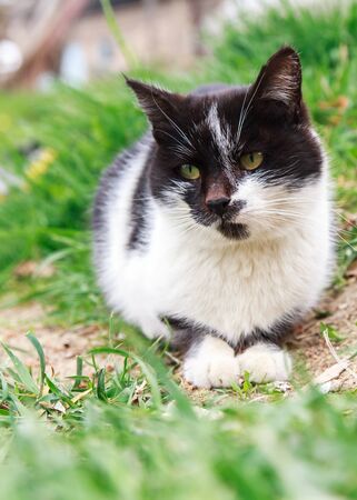 Black and white cat sitting in grass. の写真素材
