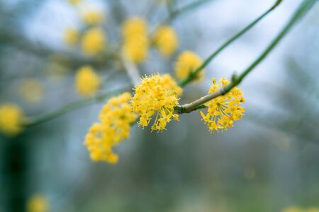 Close-up of flowers of cornelian cherry bush in the early spring.の写真素材
