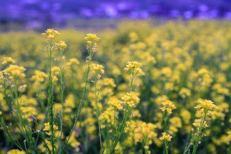 Canola yellow flowers close up in the field. 