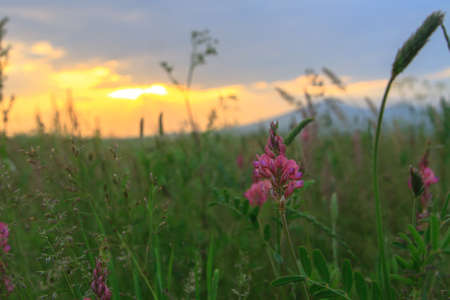 Green grass with beautiful pink flowers on sunset background.の写真素材