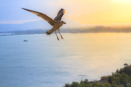 Seagull flying in the air with beautiful lake and sunset background.の写真素材