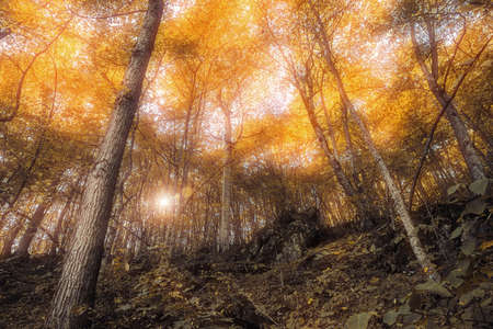 Landscape with trees colorful orange and red foliage and fog.