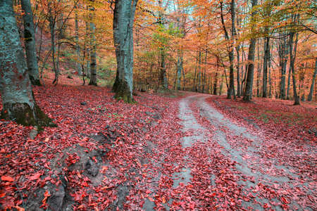 Fallen autumn leaves on the ground, autumn forest scene.