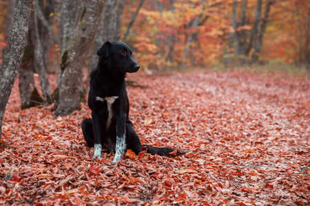 Street dog sitting in the autumn forest with red leaves.の写真素材