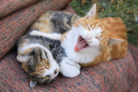 Two friendly kittens sitting on the couch, one sleeping.