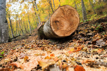 Fellen tree in atumn day. Deforestation or global warming concept.