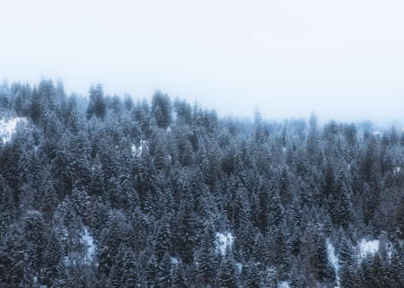 beautiful forest in winter under skyの写真素材