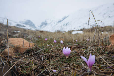 a group of crocuses in mountainの写真素材