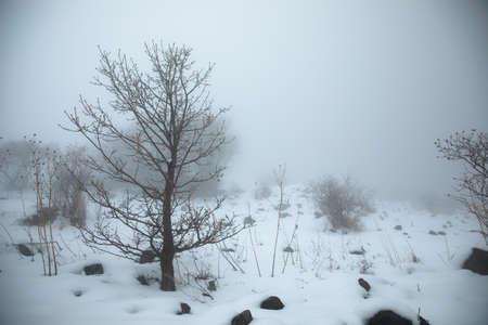 tree in snowy nature with fogの写真素材