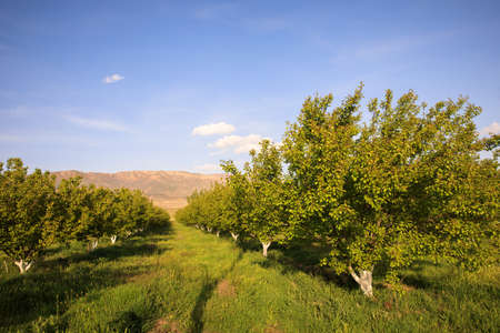blooming tree in spring in green gardenの写真素材