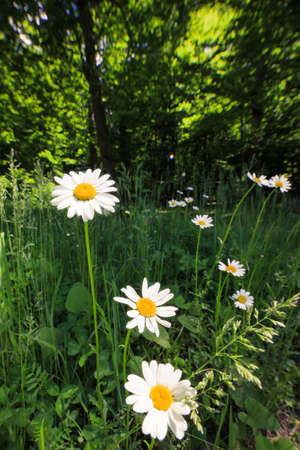 camomile flowers with grass in fieldの写真素材