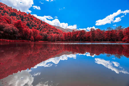 color forest with lake under blue sky