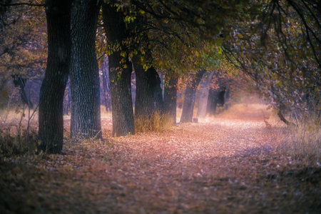 beautiful and colorful autumn forest with roadの写真素材