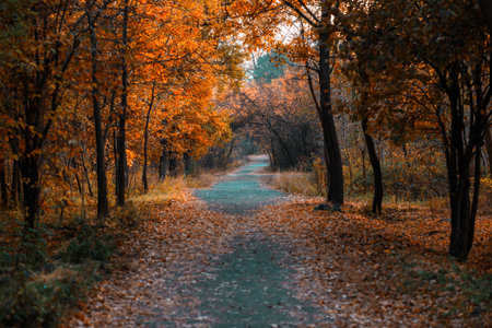 beautiful and colorful autumn forest with roadの写真素材