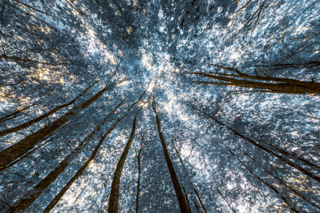 Crown trees. Bottom view of pine trees. Snow forest background.