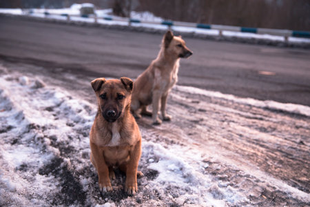 two dog in winter road backgroundの写真素材