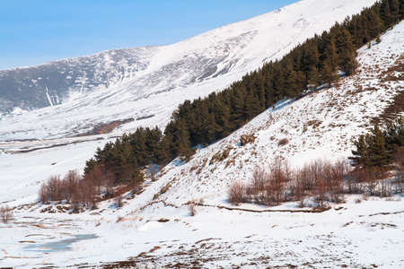 forest in snowy mountain under skyの写真素材