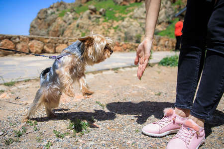 young woman and dog in the street