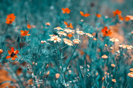 yellow and orange flowers in field backgroundの写真素材