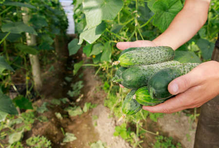 man hand holding cucumbers in the greenhouseの写真素材