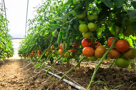 Homegrown ripening tomatoes on vines in a greenhouse gardenの写真素材