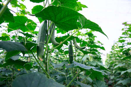 Cucumbers on the bush in the greenhouseの写真素材