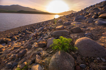 plant in stone with lake at the sunsetの写真素材